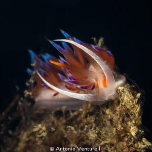 The colors of this Cratena nudibranch remind me that natu... by Antonio Venturelli 